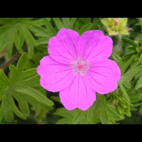 Geranium sanguineum (fam Geraniacees) (Asie septentrionale, Europe) (4)